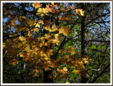 October 18 - Leaves