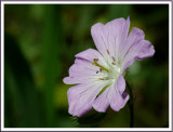 May 24 - Wild Geranium