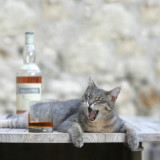 Pandy, alcoholic cat