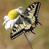 Swallowtail