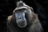 Sulawesi-macaque