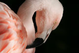 Pink Flamingo