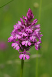 Anacamptis pyramidalis