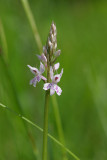 Dactylorhiza-fuchsii