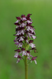 Orchis purpurea