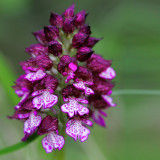 Orchis purpurea