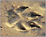 Paw print in the sand