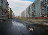 Norilsk puss
