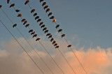 BIRDS ON A WIRE 3