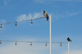 BIRDS ON A WIRE 4