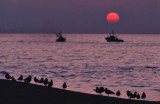 PORTUGUESE FISHING FLEET AND GULLS