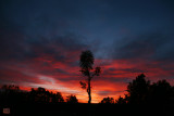 Montana Palm Tree