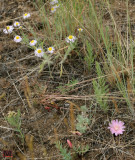 Spring Flowers