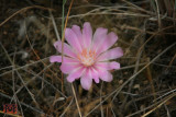 Montana State Flower ~ The Bitterroot, Lewisia rediviva.jpg