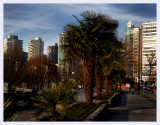 EnglishBay-Palms-9994.jpg