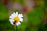 A Flower And One Bee