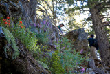 Hikers and Paintbrush