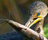 cormorant-w-fish