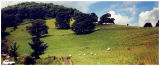 Ullswater hillside