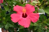 Pink Hibiscus