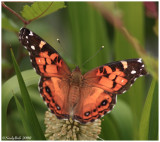 Painted Lady Butterfly February 13