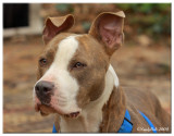 Pit Bull Dog February 14