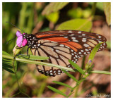 Monarch Butterfly April 13
