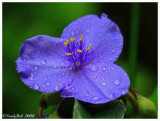 Spider Wort April 19