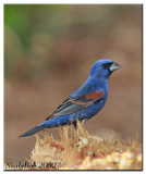 Blue Grosbeak April 29