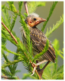 Young Red Winged Blackbird June 4