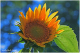 Sunflower June 11