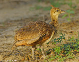 Peachick July 8
