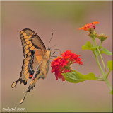 Tiger Swallowtail Butterfly July 30