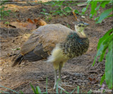 Pea chick August 25