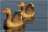Goosey Geese August  28