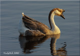  Brown Chinese Goose August 30