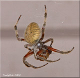 Spider Eating A Snack September 5