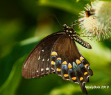 Spicebush Swallowtail June 28