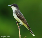Eastern Kingbird July 8