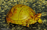 Crossing The Road July 11