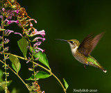 Hummer July 19
