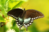 Spicebush Swallowtail August 18