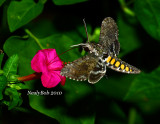 Hunningbird Moth