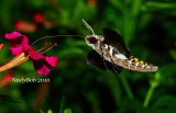 Hummingbrd Moth August 20