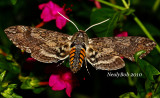 Tobacco Hornworm Moth August 22