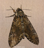 Hummingbird Moth