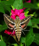 White-lined Sphinx Hummingbird Moth