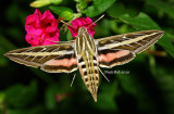 White-lined Sphinx Hummingbird Moth August 18