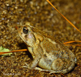 Fat Toad October 25