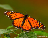 Viceroy Butterfly